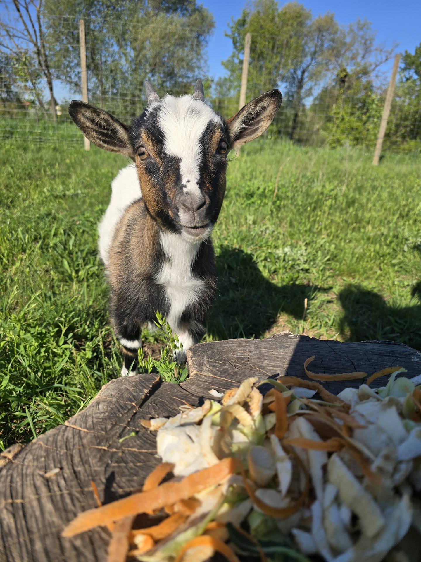 Kozliatko pri kŕmnom pni na farme