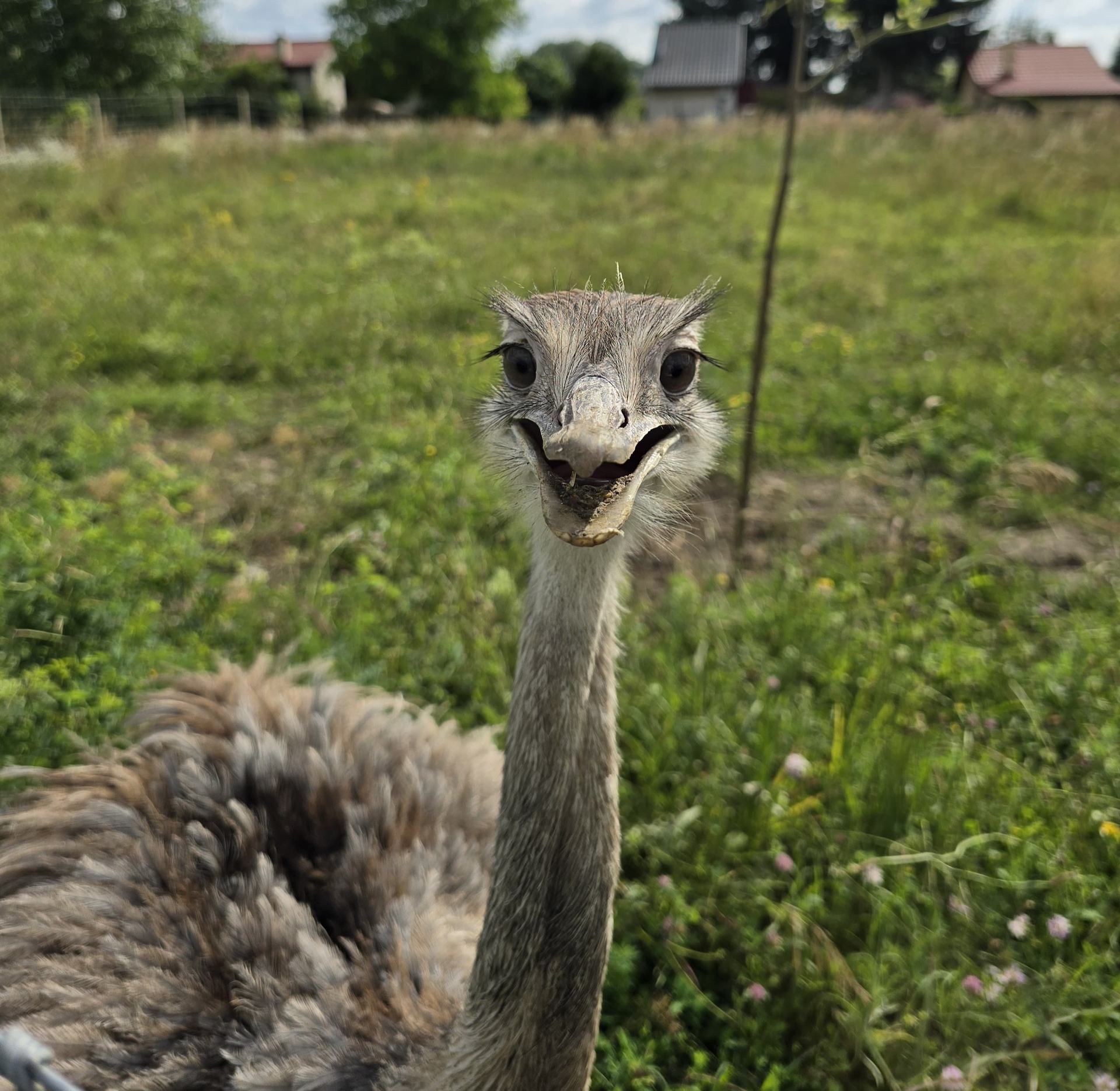 Nandu pampový zblízka vo výbehu na farme